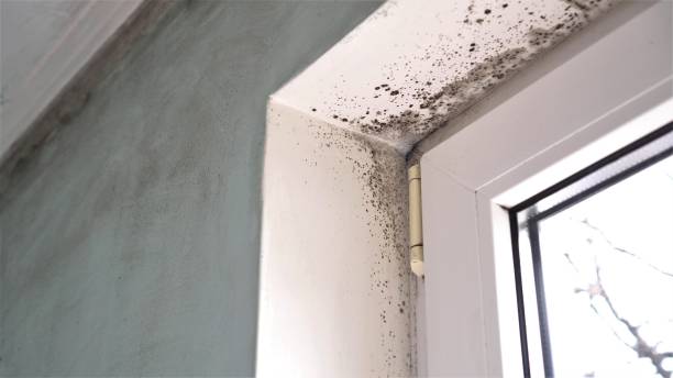 Best Residential Mold Removal  in Whitesboro, TX