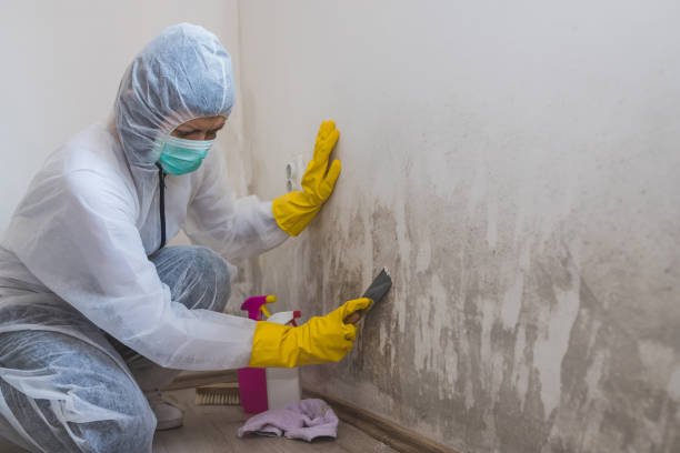 Best Attic Mold Removal  in Whitesboro, TX