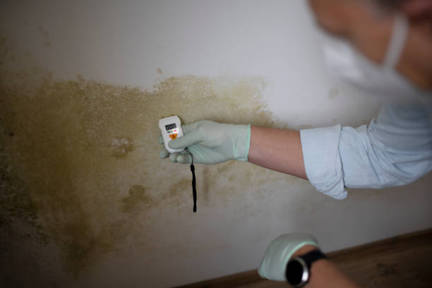 Best Commercial Mold Removal  in Whitesboro, TX