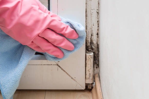 Best Home Mold Removal  in Whitesboro, TX
